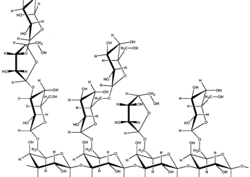 Improve Immunity with Arabinogalactans